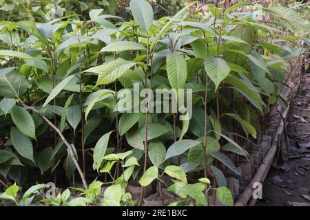 dipterocarpus turbinatus eine wichtige Quelle des Holzes wird häufig in der Sperrholzindustrie verwendet Stockfoto