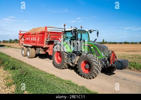 Kartoffelernte auf einer Ebene. Traktor mit einem Anhänger voller Kartoffeln. Manitou-Kartoffeln, Knolle mit roter Haut Stockfoto