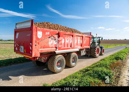 Kartoffelernte auf einer Ebene. Traktor mit einem Anhänger voller Kartoffeln. Manitou-Kartoffeln, Knolle mit roter Haut Stockfoto