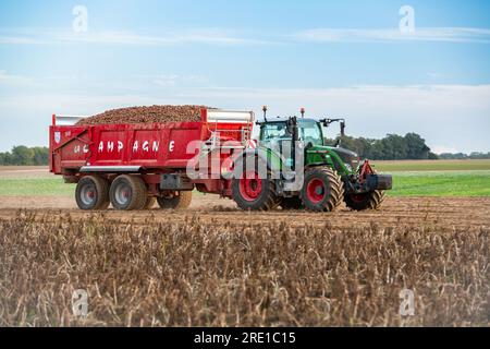 Kartoffelernte auf einer Ebene. Traktor mit einem Anhänger voller Kartoffeln. Manitou-Kartoffeln, Knolle mit roter Haut Stockfoto