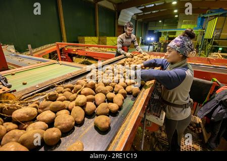 Kartoffelernte: Landwirtschaftliche Arbeiter, die Kartoffeln sortieren Mitarbeiter, die Manitou-Kartoffeln sortieren, Knollen mit rosa Haut. Kühllagerung Stockfoto