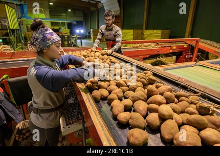 Kartoffelernte: Landwirtschaftliche Arbeiter, die Kartoffeln sortieren Mitarbeiter, die Manitou-Kartoffeln sortieren, Knollen mit rosa Haut. Kühllagerung Stockfoto