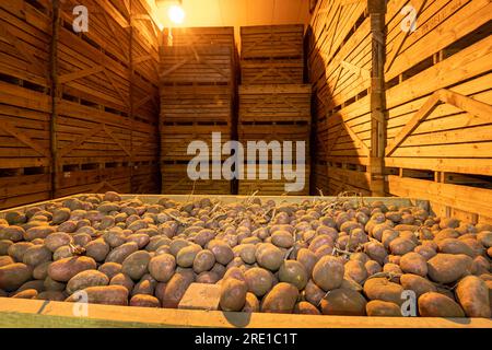 Kartoffelernte: Manitou-Kartoffeln, Knolle mit roter Haut. Große Holzkisten für den langfristigen Transport und die Lagerung von Kartoffelpflanzen. Stockfoto