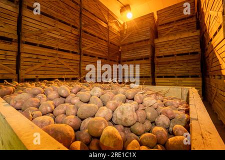 Kartoffelernte: Manitou-Kartoffeln, Knolle mit roter Haut. Große Holzkisten für den langfristigen Transport und die Lagerung von Kartoffelpflanzen. Kühllager Stockfoto