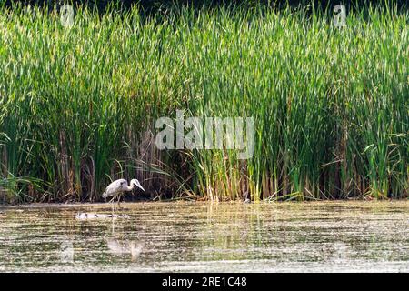 Großer Blaureiher waten in einem kleinen Teich, umgeben von einem dicken Stall von Welpen. Waukesha County, Wisconsin. Stockfoto