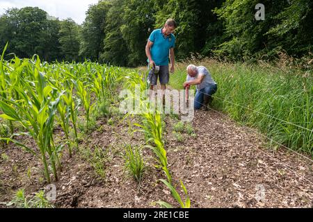 Installation und Instandhaltung von Elektrozäunen gegen Wildschweine um ein Maisfeld am Waldrand. Zwei Bauern, die ihre Maispflanzen schützen Stockfoto