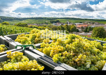 Traubenernte im Champagne-Gebiet: Weinkisten und Landschaft mit Weinbergen in Mesnil sur Oger (Nordostfrankreich) Stockfoto