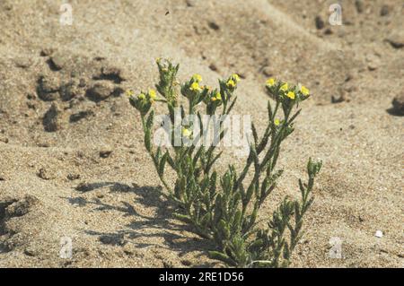 Sandkrötenflachs, 'Linaria arenaria', kurz, klebrig, gelb blühend, selten. Gefunden in Sanddünen. Küstenlebensraum. Mai bis September. Braunton. UK Stockfoto