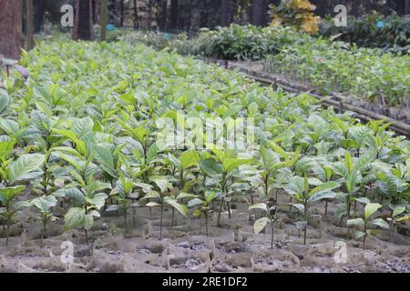 Die Korth-Baumpflanze von Mitragyna speciosa auf dem Hof für die Ernte ist eine Geldpflanze Stockfoto