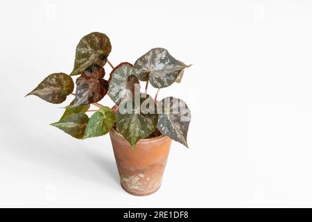 Nahaufnahme einer kleinen rhizomatösen Begonie im Tontopf mit grünem, silbernem und dunkelrotem Laub auf weißem Hintergrund Stockfoto