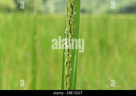 Extreme Nahaufnahme einer Reisblüte mit blühenden Reisblumen Stockfoto