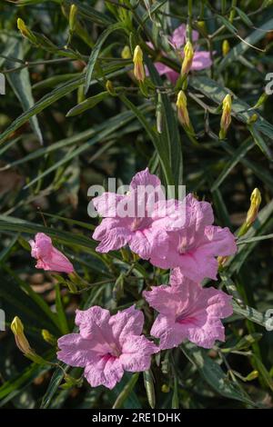 Aus nächster Nähe sehen Sie die rosa Blüten der Ruellia simplex, auch bekannt als mexikanische Petunie, die im Garten in hellem Sonnenlicht blühen Stockfoto