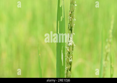 Nahaufnahme einer jungen Reisblüte mit blühenden Reisblumen Stockfoto