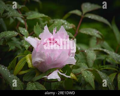 Paeonia suffruticosa „Yachiyo-tsubaki“ Blume (farbenfrohe Staudennaht) - englisches Blumenbeet im Landgarten, West Yorkshire, England, Großbritannien. Stockfoto