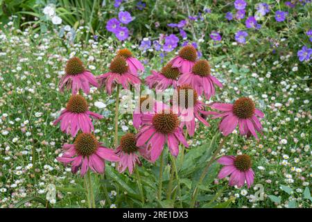 Blick aus der Nähe auf die im Präriegarten blühenden violetten Blüten von Echinacea purpurea, auch bekannt als Purpursonnenhut oder Igel-Coneflower Stockfoto