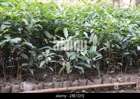 Süße Osmanthus-Baumpflanze auf dem Hof zur Ernte ist eine Barpflanze Stockfoto