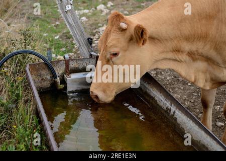 Blonde d'Aquitaine Saugkühe Trinkwasser aus einem Trog auf einer Weide im Sommer: Stockfoto