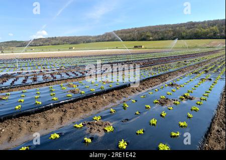 Frühzeitige Bewässerung im Gartenbau: Bewässerung von Kopfsalaten im April nach Niederschlagsfreiheit. Salate unter Planen Stockfoto