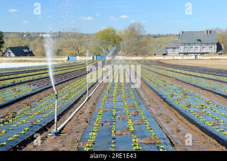 Frühzeitige Bewässerung im Gartenbau: Bewässerung von Kopfsalaten im April nach Niederschlagsfreiheit. Salate unter Planen Stockfoto