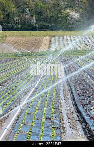 Frühzeitige Bewässerung im Gartenbau: Bewässerung von Kopfsalaten im April nach Niederschlagsfreiheit. Salate unter Planen Stockfoto