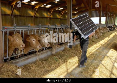 Erneuerbare Photovoltaik-Energie auf einem Bauernhof: Mann, der eine Photovoltaik-Platte auf seinem Rücken transportiert, um Solarpaneele auf dem Dach eines Bauerngebäudes zu installieren. Kuh Stockfoto