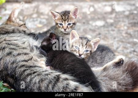 Nahaufnahme von Kätzchen, die im Freien Milch von der Katze saugen. Haustiere. Katzen. Stockfoto