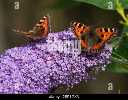 Zwei kleine Schildkröten-Schmetterlinge auf einer Buddleia-Blume, Chipping, Preston, Lancashire, Großbritannien Stockfoto