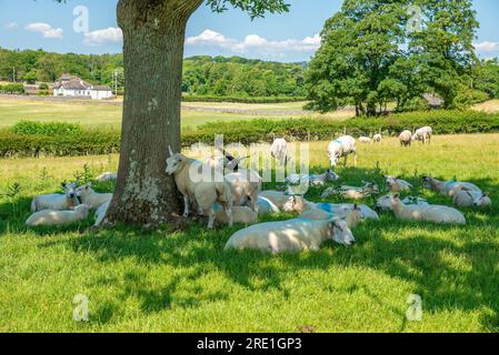 Schafe, die sich vor der Sonne schützen, Silverdale, Carnforth, Lancashire, Vereinigtes Königreich Stockfoto