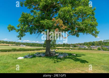 Schafe, die sich vor der Sonne schützen, Silverdale, Carnforth, Lancashire, Vereinigtes Königreich Stockfoto