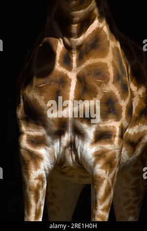 Sunlit Chest of A Rothschild's Giraffe, Giraffa camelopardalis rothschild, zeigt die unverwechselbaren dunklen Flecken auf dem Pelz Stockfoto