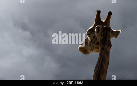 Kopf Einer Rothschild-Giraffe, Giraffa camelopardalis rothschild, Backlit, Ringlit mit Blick auf Einen dunklen stürmischen Himmel Stockfoto