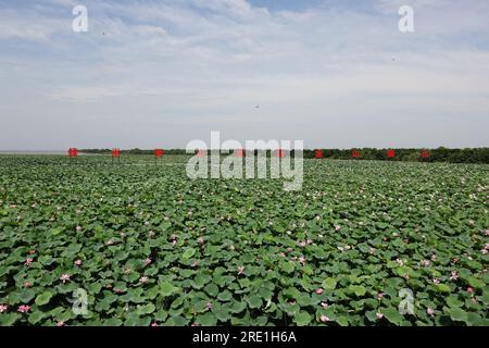 (230724) -- YUEYANG, 24. Juli 2023 (Xinhua) -- Dieses Foto wurde am 10. Juli 2023 aufgenommen und zeigt Lotus des Datong-Sees in Yiyang, der zentralchinesischen Provinz Hunan. Der Datong-See befindet sich in der zentralen Region des Dongting-Sees und ist als „das Herz des Dongting-Sees“ bekannt. Xie Yonghong leitet die Dongting Lake Station for Wetland Ecosystem Research unter der Chinesischen Akademie der Wissenschaften (CAS). Forscher führen Studien über das Ökosystem des Feuchtgebiets am Dongting Lake in dieser Station durch, die 2009 gegründet wurde. Xie Yonghong spielte eine wichtige Rolle bei der Gründung dieser Station Sünde Stockfoto