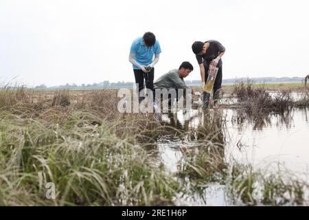 (230724) -- YUEYANG, 24. Juli 2023 (Xinhua) -- Mitglieder der Dongting Lake Station for Wetland Ecosystem Research unter dem CAS sammeln Wasserproben und testen die Wasserqualität im östlichen Dongting Lake Naturschutzgebiet, zentralchinesische Provinz Hunan, 9. Juli 2023. Xie Yonghong leitet die Dongting Lake Station for Wetland Ecosystem Research unter der Chinesischen Akademie der Wissenschaften (CAS). Forscher führen Studien über das Ökosystem des Feuchtgebiets am Dongting Lake in dieser Station durch, die 2009 gegründet wurde. Xie Yonghong hat seitdem eine wichtige Rolle bei der Einrichtung dieser Station gespielt Stockfoto