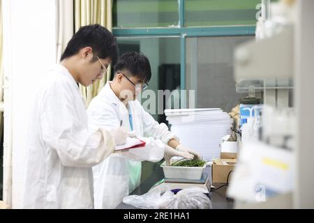 (230724) -- YUEYANG, 24. Juli 2023 (Xinhua) -- Forscher messen das Gewicht von Sedge-Proben an der Dongting Lake Station für Wetland Ecosystem Research unter dem CAS in Yueyang, zentralchinesische Provinz Hunan, 9. Juli 2023. Xie Yonghong leitet die Dongting Lake Station for Wetland Ecosystem Research unter der Chinesischen Akademie der Wissenschaften (CAS). Forscher führen Studien über das Ökosystem des Feuchtgebiets am Dongting Lake in dieser Station durch, die 2009 gegründet wurde. Xie Yonghong spielt seit der Vorbereitungsphase 2007 eine wichtige Rolle bei der Errichtung dieser Station. Seitdem Stockfoto