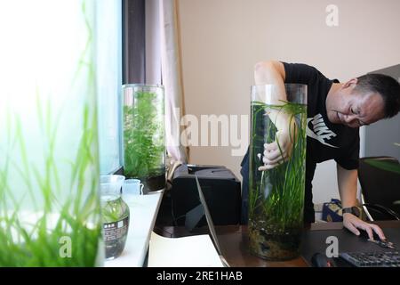 (230724) -- YUEYANG, 24. Juli 2023 (Xinhua) -- Xie Yonghong Pflaumen Submerged Plants at an Office of the Institute of Subtropical Agriculture of the CAS in Changsha, Central China's Hunan Province, 8. Juli 2023. Xie Yonghong leitet die Dongting Lake Station for Wetland Ecosystem Research unter der Chinesischen Akademie der Wissenschaften (CAS). Forscher führen Studien über das Ökosystem des Feuchtgebiets am Dongting Lake in dieser Station durch, die 2009 gegründet wurde. Xie Yonghong spielt seit der Vorbereitungsphase 2007 eine wichtige Rolle bei der Errichtung dieser Station. Seit 2009, Xie Yo Stockfoto