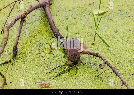 Eine Bisamratte (Ondatra zibethicus) als exotische eingeschleppte Art ist in Deutschland ein Schädling Stockfoto