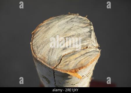 Birkenholz. Baumstumpf aus Holz. Gefalzener Baum. Ich habe auf Birke gesägt. Stockfoto