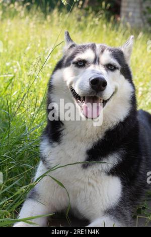 Foto des Pedigree Haushundes Sibirianer Husky, der lächelt und auf die Kamera schaut, die auf dem Gras liegt Stockfoto