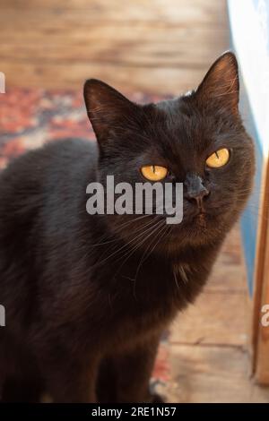 Foto einer schwarzen Katze, die auf dem Boden sitzt und in die Nahaufnahme der Kamera schaut Stockfoto