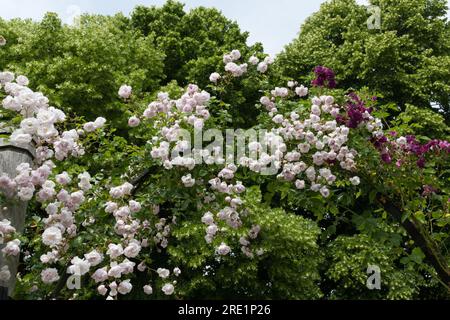 Blassrosa Sommerblumen von Rosa Debutante und Purple Blue Magenta im britischen Garten Juni Stockfoto