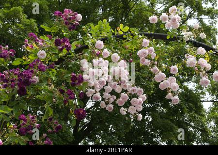 Blassrosa Sommerblumen von Rosa Debutante und Purple Blue Magenta im britischen Garten Juni Stockfoto