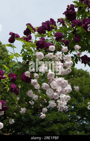 Blassrosa Sommerblumen von Rosa Debutante und Purple Blue Magenta im britischen Garten Juni Stockfoto