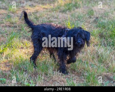 Ältere Terrier-schwarze Rentnerin, die sich im Sommer bei Hitzewellen-Konzept im Park amüsieren. Stockfoto