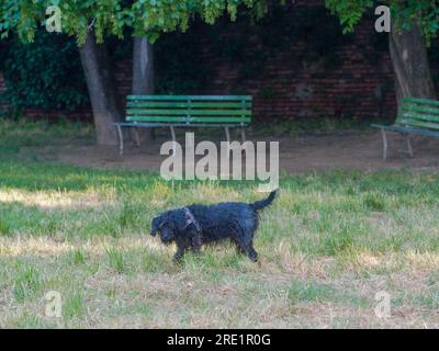 Ältere Terrier-schwarze Rentnerin, die sich im Sommer bei Hitzewellen-Konzept im Park amüsieren. Stockfoto