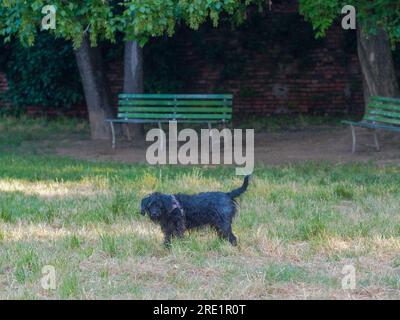 Ältere Terrier-schwarze Rentnerin, die sich im Sommer bei Hitzewellen-Konzept im Park amüsieren. Stockfoto