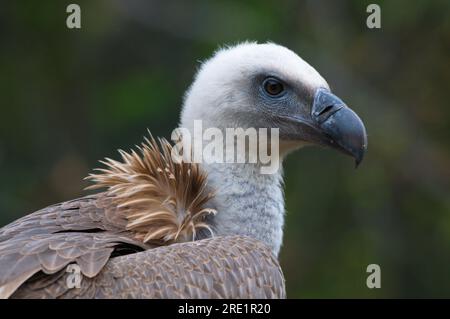 Retrato de un buitre leonado (Gyps fulvus), Porträt eines Greifgeiers Stockfoto