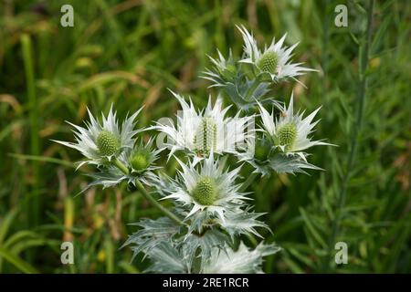 Weiße Sommerblumen von Eryngium giganteum, Miss Willmotts Geist oder silberne Meerjungfrau im britischen Garten June Stockfoto