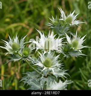 Weiße Sommerblumen von Eryngium giganteum, Miss Willmotts Geist oder silberne Meerjungfrau im britischen Garten June Stockfoto