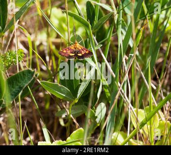 Pyrausta purpuralis eine Spezies der Motte der Familie Crambidae Commond Purple und Gold Stockfoto