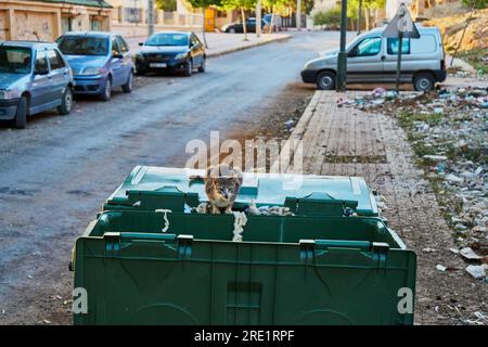 Obdachlose Katze auf dem Müllcontainer Stockfoto